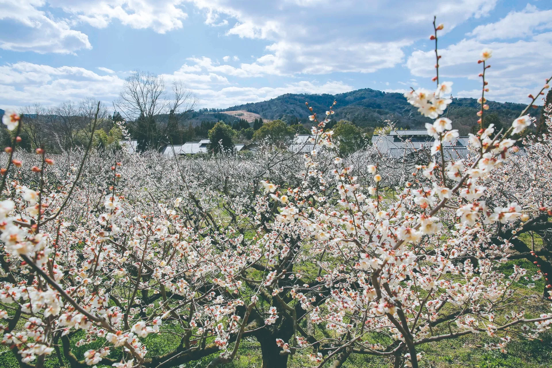 第十九回 梅散策の「キレイ」